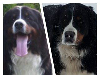 Berner Sennenhunde - Welpen I-Wurf 2018