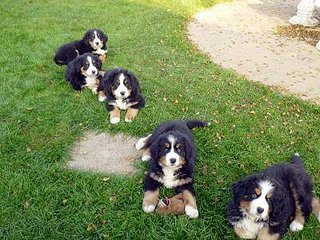 Berner Sennenhunde - Welpen F-Wurf 2011