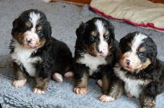 Berner Sennenhunde - 