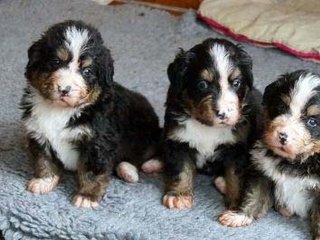 Berner Sennenhunde - Welpen G-Wurf 2013