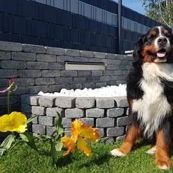 Han Romeo von der Bärenpforte