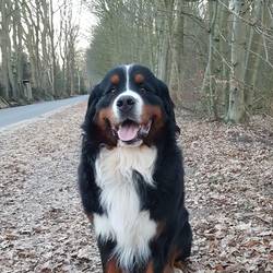 Han Romeo von der Bärenpforte