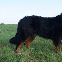 Han Romeo von der Bärenpforte