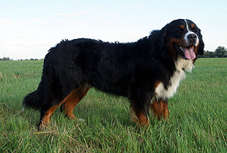 Berner Sennenhund Han Romeo von der Bärenpforte