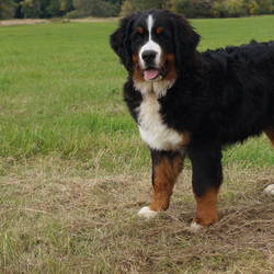 Han Romeo von der Bärenpforte