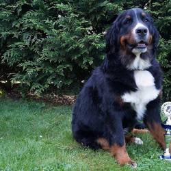 Unsere Tequila erreichte den 3.Platz in der Zwischenklasse in Apolda, wir sind stolz auf unsere kleine Maus.