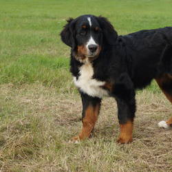 Helly Tequila von der Bärenpforte