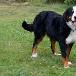 Chiba Nala vom Mansfelder Bernerhof