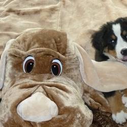 Nala ihr erster Tag im neuen zu Hause