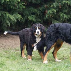 Nala mit ihrer besten Freundin Sasu im März 2014