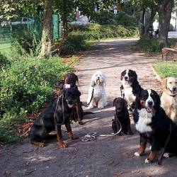 Nala in der Hundeschule 09-2014