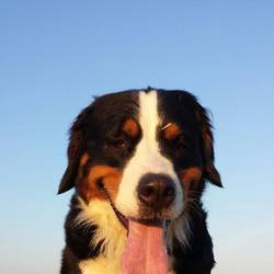 Chiba Nala vom Mansfelder Bernerhof