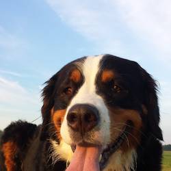 Chiba Nala vom Mansfelder Bernerhof