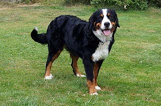 Berner Sennenhund Chiba Nala vom Mansfelder Bernerhof