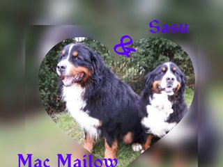 Berner Sennenhunde - Welpen H-Wurf 2016