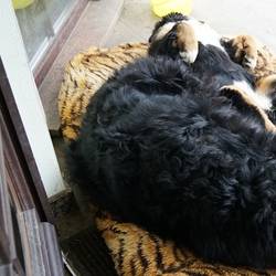 Sasu und Tante Ari im März 2014 - total entspannt