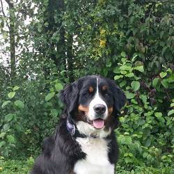 Ausstellung Sept. 2014. Der 4.Platz in der Jugendklasse 