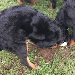 Sasu und Nala beim Mäuschen suchen auf der Elbwiese