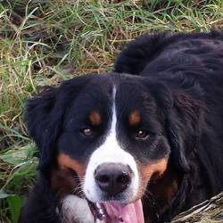 Sasu im Oktober 2014