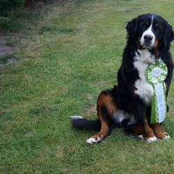 Sasu Ausstellung Berlin Hoppegarten im  Juni 2015 - 4. Platz in der Zwischenklasse 