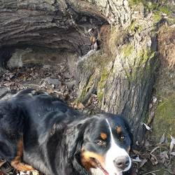 Gila Sasu vom Hansteinblick