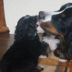  Mama Sasu mit Tequila