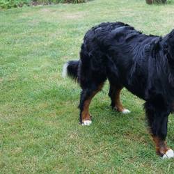 Gila Sasu vom Hansteinblick