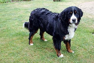 Berner Sennenhund Gila Sasu vom Hansteinblick