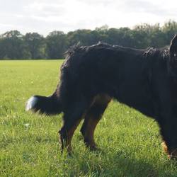 Helly Tequila von der Bärenpforte