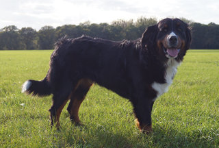 Berner Sennenhund Helly Tequila von der Bärenpforte